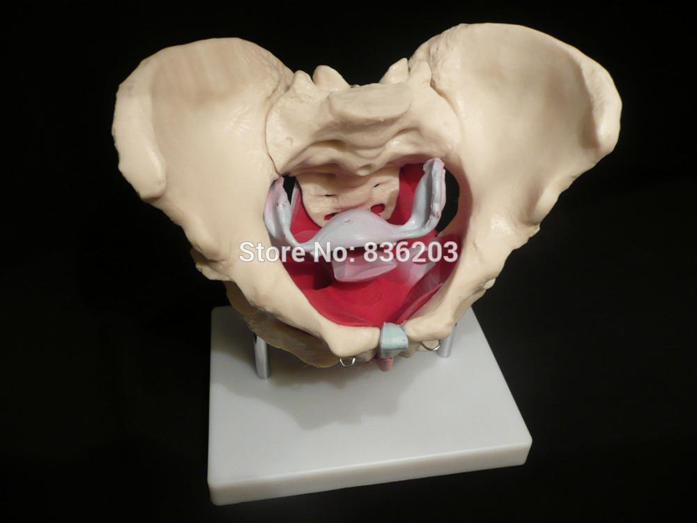 인간의 해부학 해골 마네킹 몸통 여성 골반 근육 골반 심장 두개골 두뇌 두개골 모델 외상 간호 manikin 기차